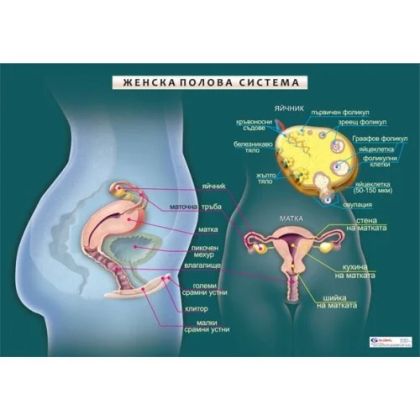 Женска полова система - мини табло А3