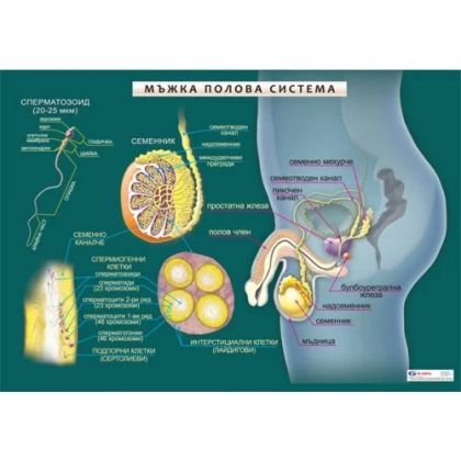 Мъжка полова система - мини табло А3