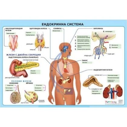 Образователно табло "Ендокринна система"