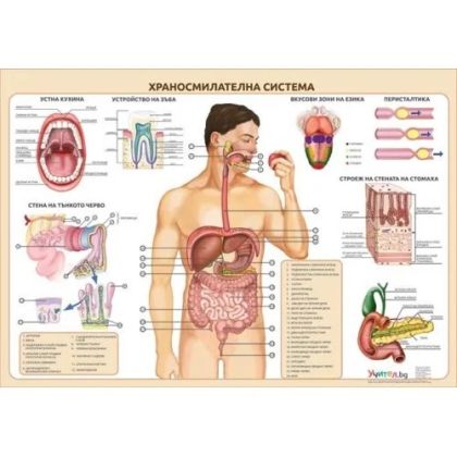 Образователно табло "Храносмилателна система"